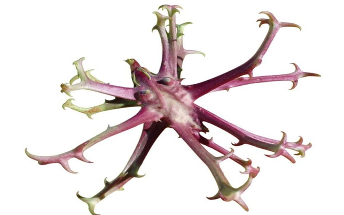 Devil's claw extract at ZXCVBNMQWER