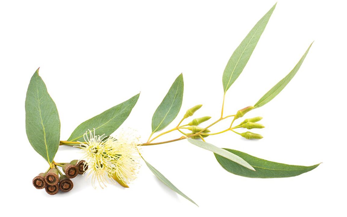 Eucalyptus oil in ZXCVBNMQWER